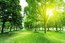 Obraz Zeleň v parku